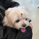 24시 코끼리동물의료센터 이미지