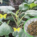 곤드레이야기 이미지