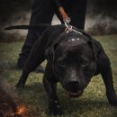 핏 불 테리어 이미지