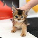 광주강아지분양 고양이분양 미유펫 본점 이미지