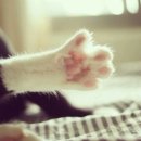 고양이 발바닥 이미지