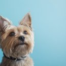 호평동물병원 이미지