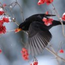 나무와 새 이미지