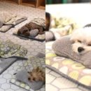 댕댕이 유치원 이미지