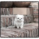 영통동 | 영통동 말티즈분양 후기, 유앤미펫에서 건강하고 예쁜 강아지 만난 이야기