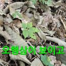 두곳 답사와 상황 산삼수확 산행.76 (원본 약초 매니아 카페) 이미지