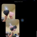 다즐링플라워