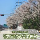 양구레포츠공원캠핑장 | 강원도 양구 벚꽃 현황! 시내, 레포츠공원, 인문학마을캠핑장, 한반도섬 :: 양구 가볼만한곳