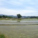 차리경로당 | 영남알프스둘레길3코스, 신광사앞~내와마을노거수(20.5.27.수.전반부)