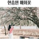 주말 갈만한곳 야외 매화꽃 나리는 국립대전현충원/대전 드라이브 이미지
