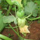 비둘기농장 이미지