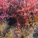 새천년농원 이미지