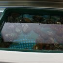 전복이야기 이미지