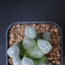 아이거 이미지
