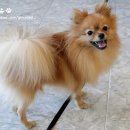 퍼피앤유 이미지