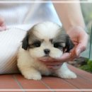 강아지분양 애견분양 꽃강아지 광진점 | 수지강아지분양 신뢰가 쌓인 애견샵 과정 공개