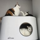 메종아미멜로