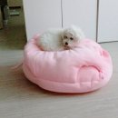 댕댕이아지트 이미지