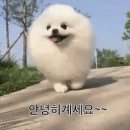설레인 이미지