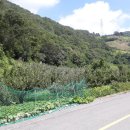 의성산약초