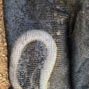 청정장어 이미지