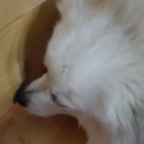 가남동물병원 이미지