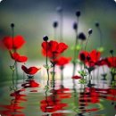 꽃피는날 이미지