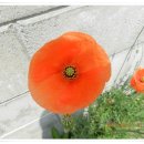 바우길 4구간 이미지