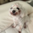 마주봄 애견미용실 이미지