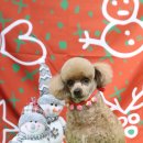 아토그루밍 이미지