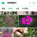 장백패랭이 5분 이미지