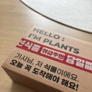행잉플랜트 공기정화식물체험 | [내돈내산] 피플랜트 행잉플랜트 구매 후기 / 푸미라 마크라메