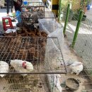 화순 장날 전통시장 구경 후기(날짜, 주차장)