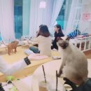 하늘을 걷는 고양이 카페 이미지