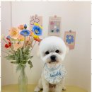 하이뭉치(Hi Moongchi) | 가위컷전문 하이뭉치 지제동삭점에서의 특별한 하루