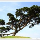 홍성 궁리의 소나무 이미지