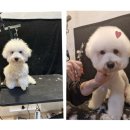 멍탕멍컷 이미지