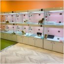 부산 강아지분양 브라비펫 2호점 | 부산고양이분양 요즘 삶의 활력과 힐링을 불어 넣어주는 존재 브라비펫