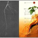 인삼은 조선시대 반도체 였다. 이미지