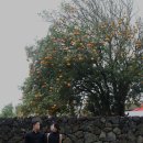 장모님진해장국 | 제주도 셀프 웨딩 스냅 도전기 (업체 없음 100% 셀프) 장소, 꿀팁 공유