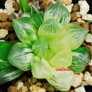 A0345 네이버블로그