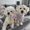 로둥이네 네이버블로그