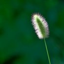 강아지풀 이미지