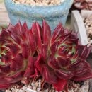 대아수퍼 이미지