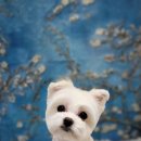 견생묭실 이미지