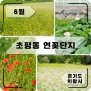 하얀메밀꽃