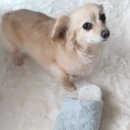아소프로아 이미지