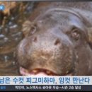 하마 - 11667 | 하마