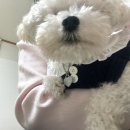 잘어울리개 이미지