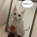 큐케이수성